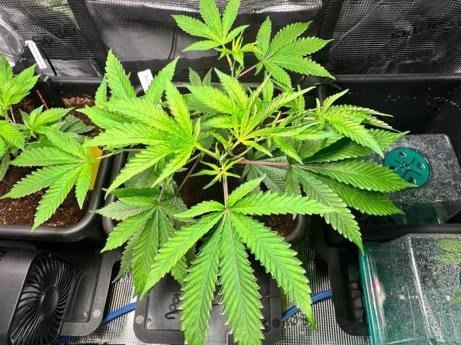 Bubble Banana Gum. Week 12