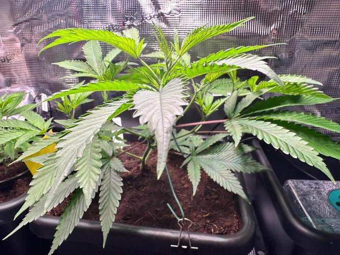Bubble Banana Gum. Week 12