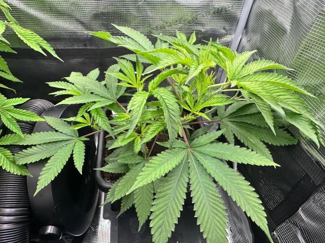 Bubble Banana Gum. Week 12