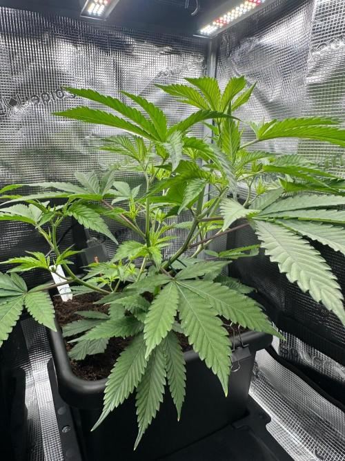 Bubble Banana Gum. Week 12