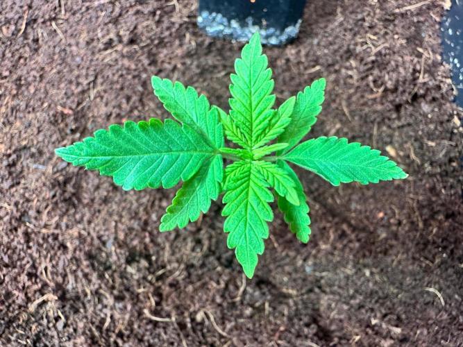 Canna-Community-Grow Shishka Lemonade 🍋. Week 3