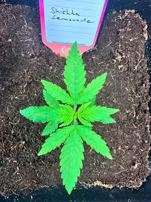Canna-Community-Grow Shishka Lemonade 🍋. Week 3