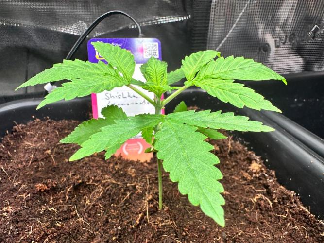 Canna-Community-Grow Shishka Lemonade 🍋. Week 3