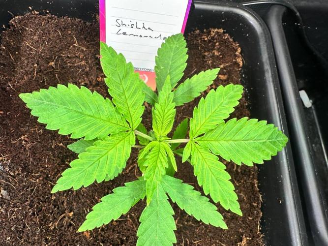 Canna-Community-Grow Shishka Lemonade 🍋. Week 3