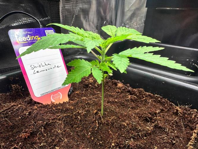 Shishka Lemonade. Week 3