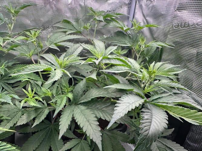 Bubble Banana Gum. Week 13