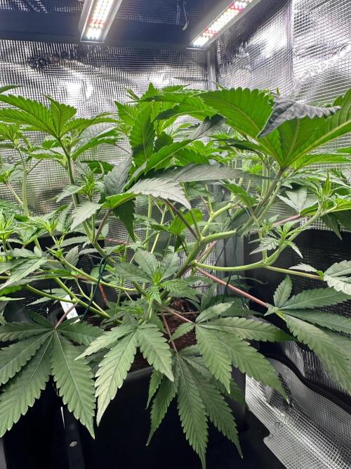 Bubble Banana Gum. Week 13