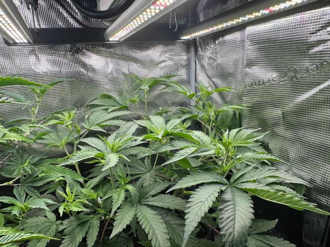 Bubble Banana Gum. Week 13