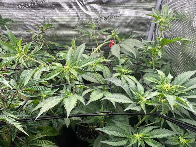 Bubble Banana Gum. Week 14