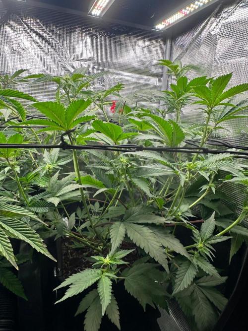 Bubble Banana Gum. Week 14