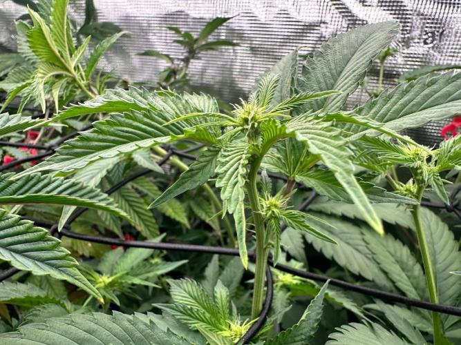 Bubble Banana Gum. Week 14
