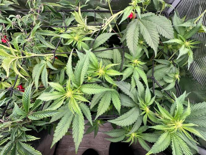 Bubble Banana Gum. Week 14