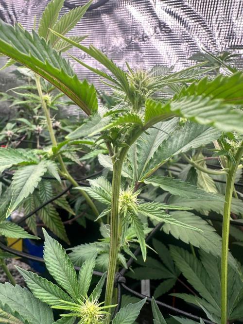 Bubble Banana Gum. Week 14