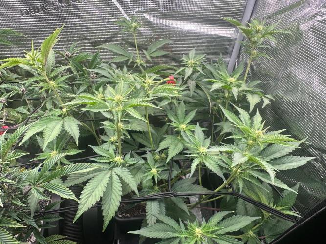 Bubble Banana Gum. Week 14