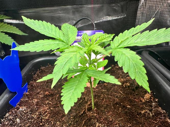 Canna-Community-Grow Shishka Lemonade 🍋. Week 4