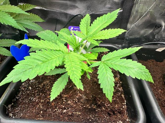 Canna-Community-Grow Shishka Lemonade 🍋. Week 4