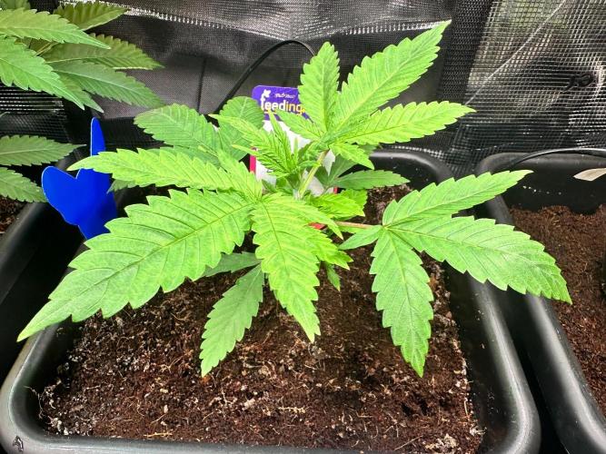 Canna-Community-Grow Shishka Lemonade 🍋. Week 4