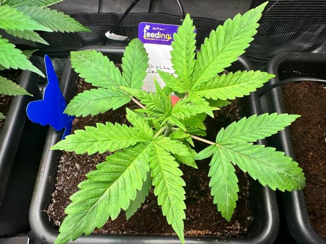 Canna-Community-Grow Shishka Lemonade 🍋. Week 4