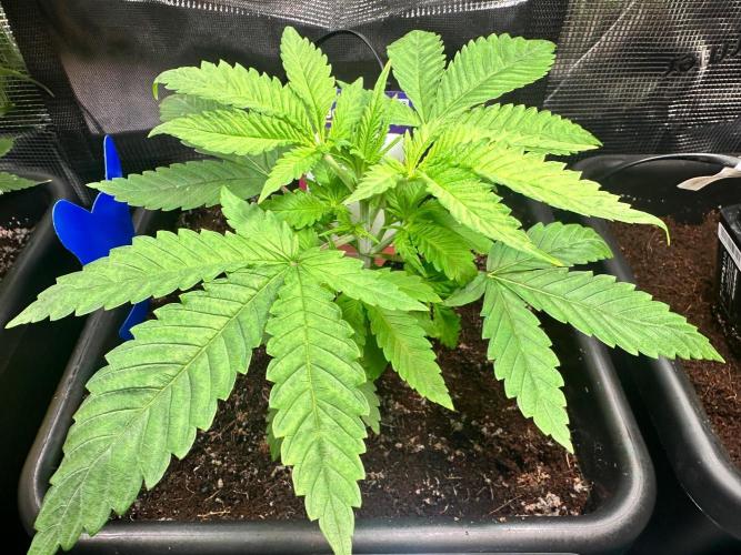 Canna-Community-Grow Shishka Lemonade 🍋. Week 4