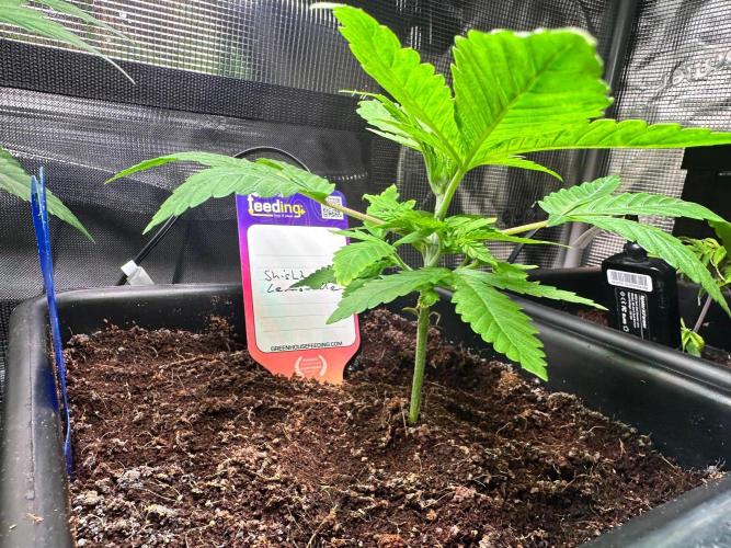 Canna-Community-Grow Shishka Lemonade 🍋. Week 4