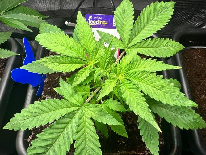 Canna-Community-Grow Shishka Lemonade 🍋. Week 4
