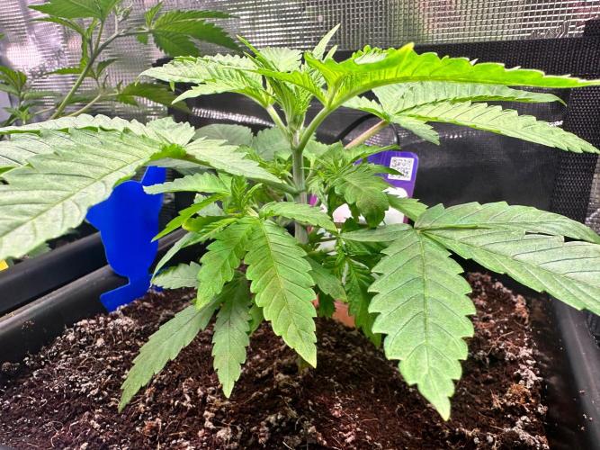 Canna-Community-Grow Shishka Lemonade 🍋. Week 4