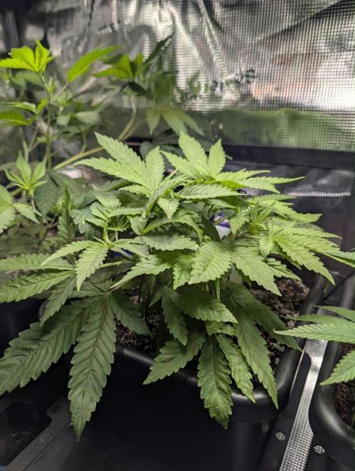 Canna-Community-Grow Shishka Lemonade 🍋. Week 5