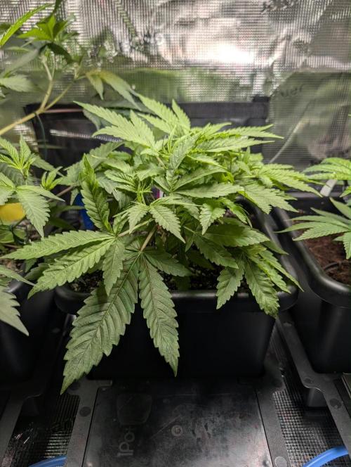 Shishka Lemonade. Week 5