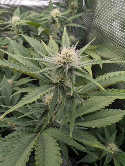 Bubble Banana Gum. Week 15