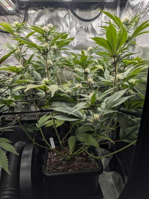 Bubble Banana Gum. Week 15