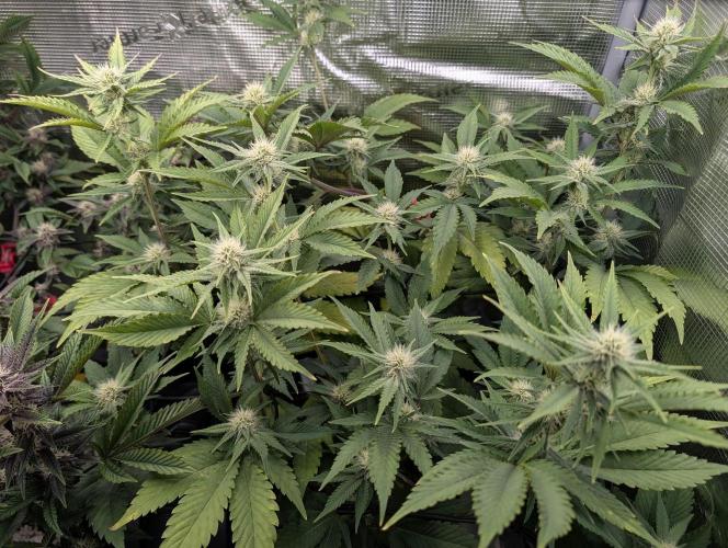 Bubble Banana Gum. Week 15