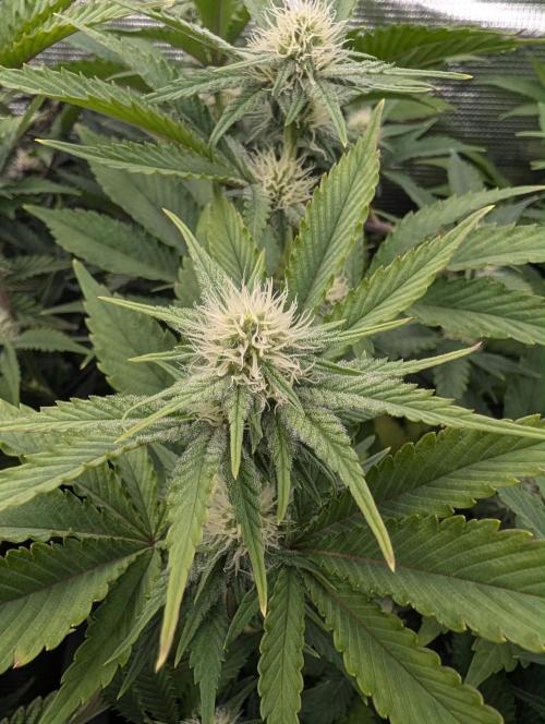 Bubble Banana Gum. Week 15