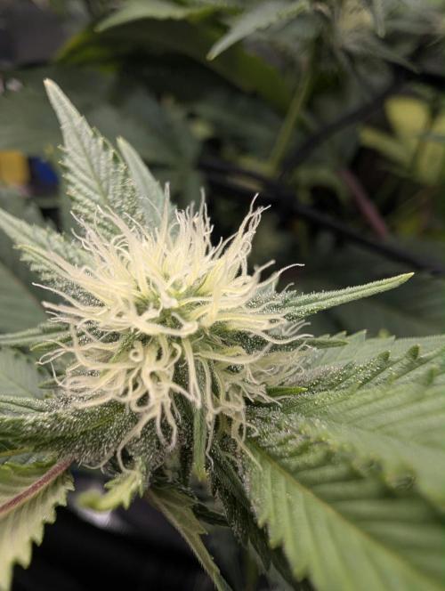 Bubble Banana Gum. Week 15