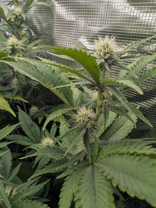 Bubble Banana Gum. Week 15