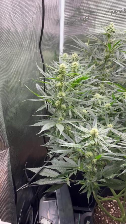 Shogun first beginner grow 