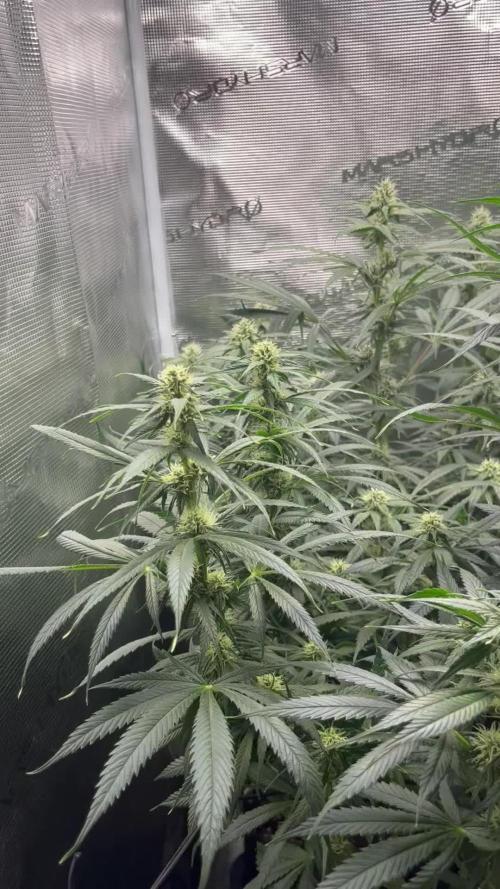 Shogun first beginner grow