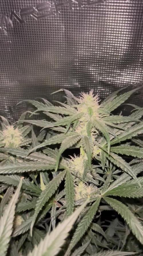 Shogun first beginner grow 