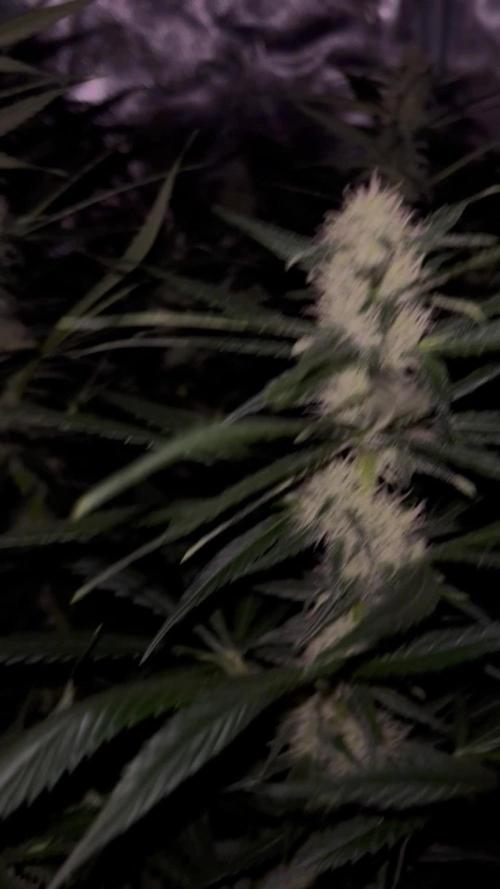 Shogun first beginner grow