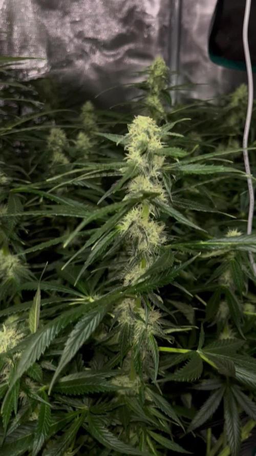 Shogun first beginner grow 
