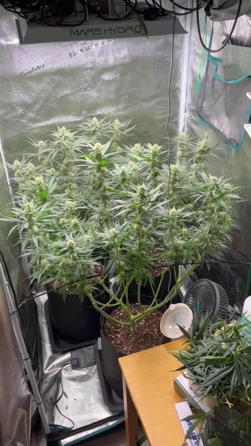 Shogun first beginner grow