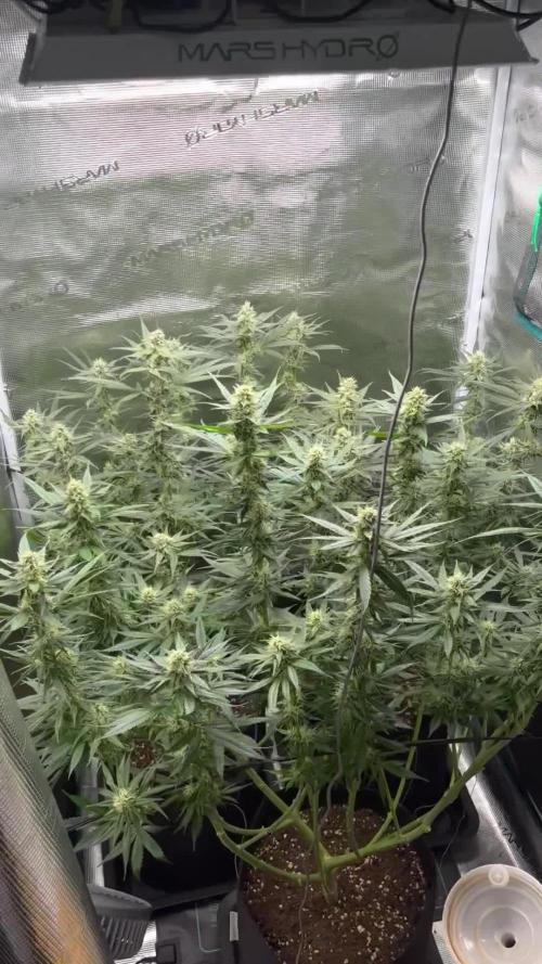 Shogun first beginner grow 