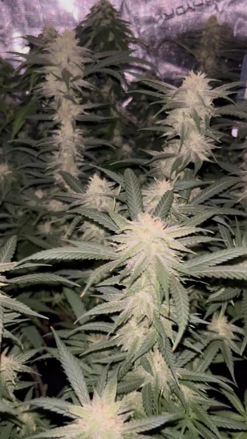 2. Mixed Grow