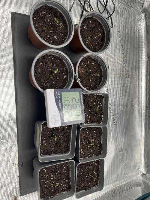 GG4 Sherbet FF 3. Grow. Week 1 - 1
