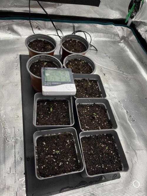 GG4 Sherbet FF 3. Grow. Week 1 - 1