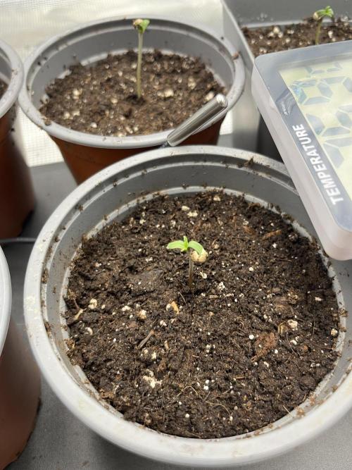 GG4 Sherbet FF 3. Grow. Week 1 - 1