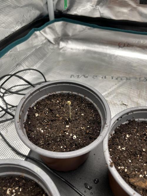 GG4 Sherbet FF 3. Grow. Week 1 - 1