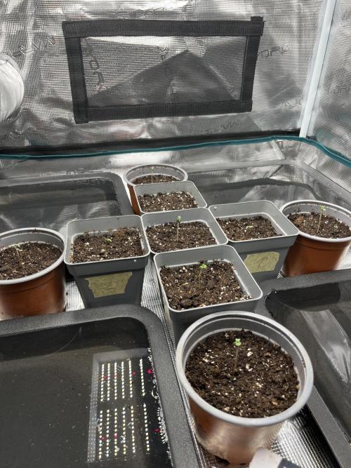 GG4 Sherbet FF 3. Grow. Week 1 - 1