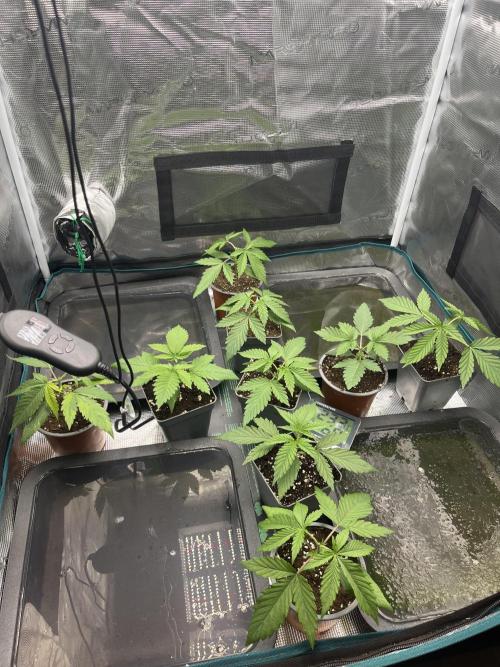 GG4 Sherbet FF 3. Grow. Week 3 - Tag 17