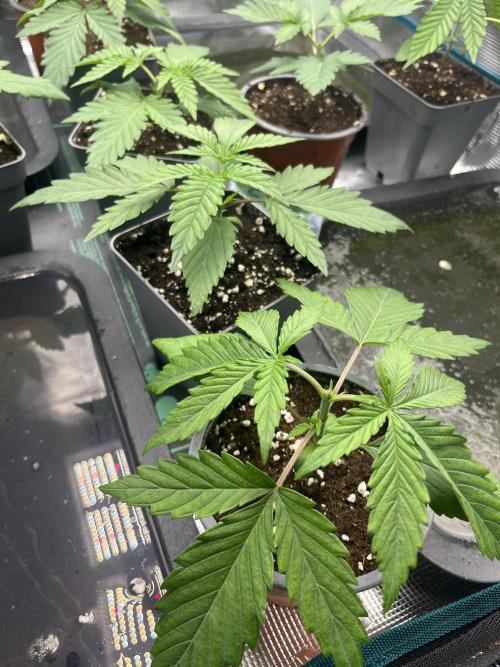GG4 Sherbet FF 3. Grow. Week 3 - T17