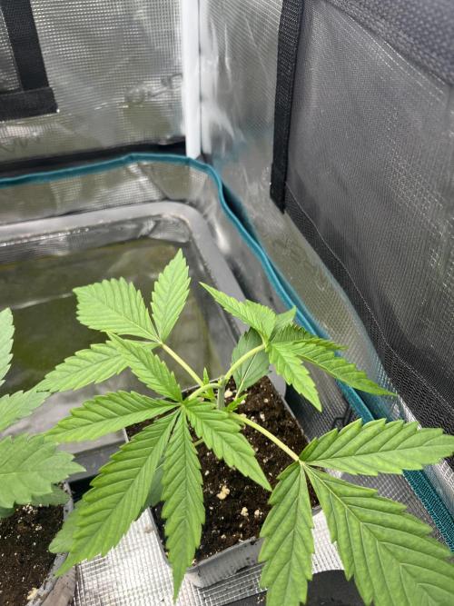 GG4 Sherbet FF 3. Grow. Week 3 - T17